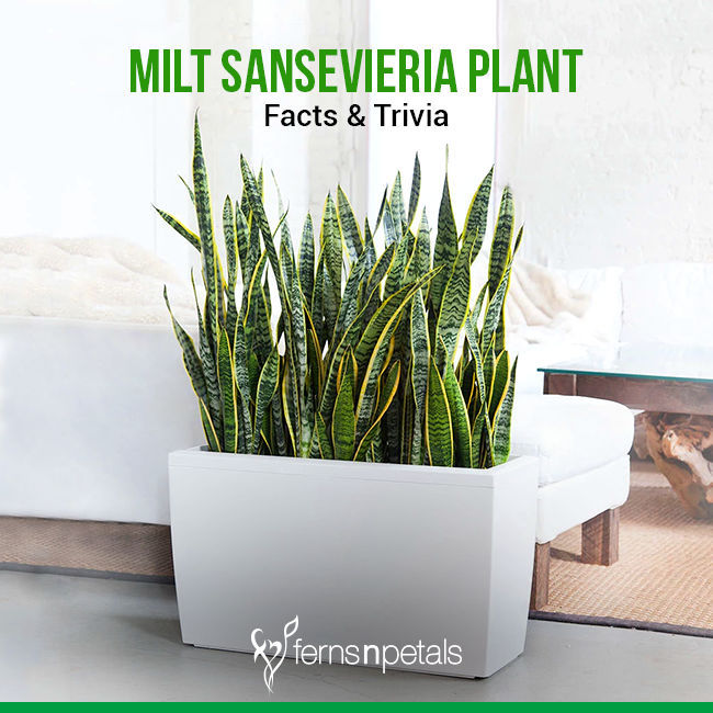 Mother in Law's Tongue (MILT) Sansevieria Plant- Facts & Trivia